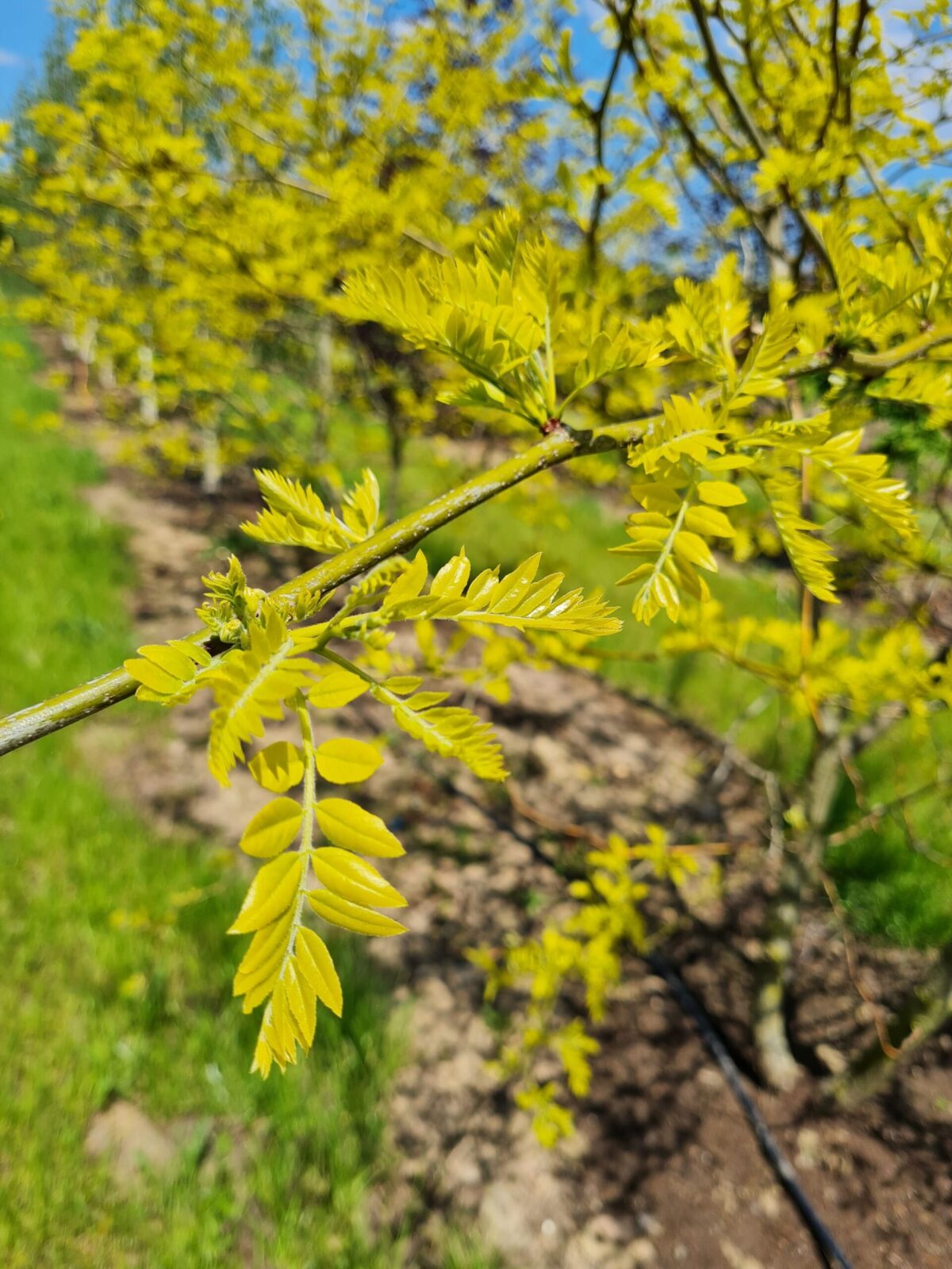 Gele valse Christusdoorn | Hoogstam