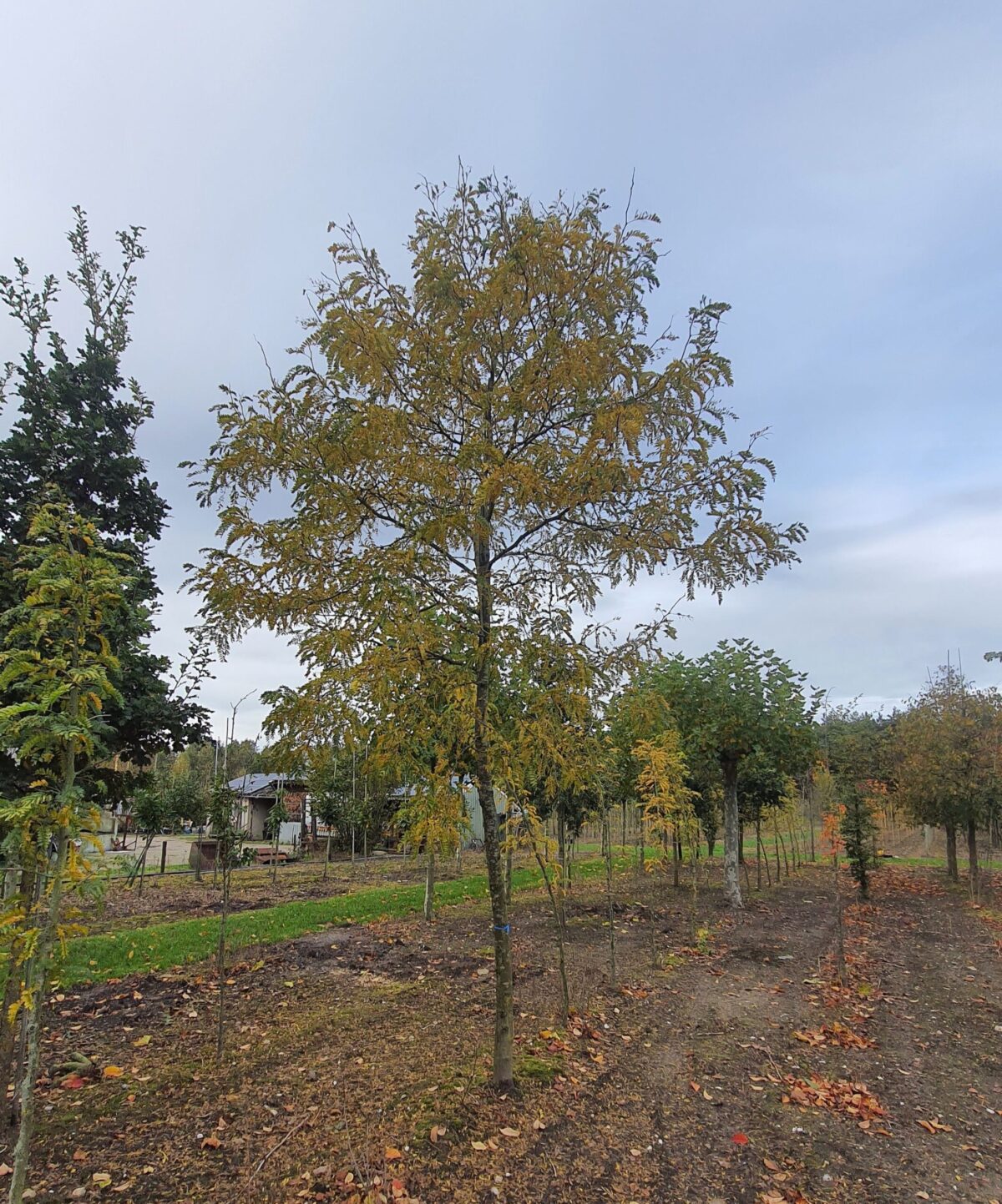 Gele valse Christusdoorn | Hoogstam