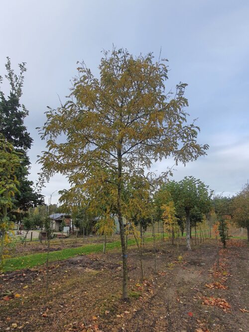 Gele valse Christusdoorn | Hoogstam