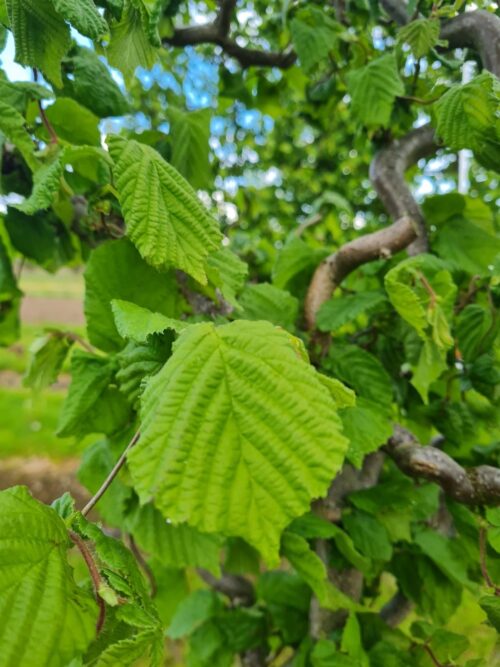Kronkelhazelaar | Hoogstam