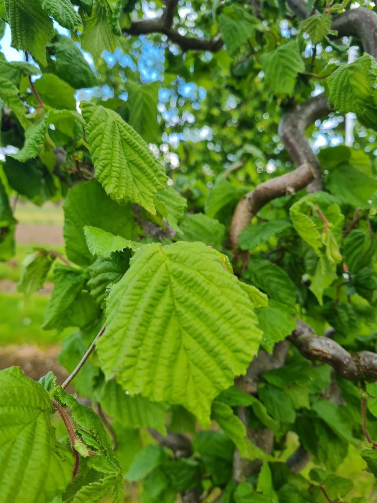 Kronkelhazelaar | Hoogstam