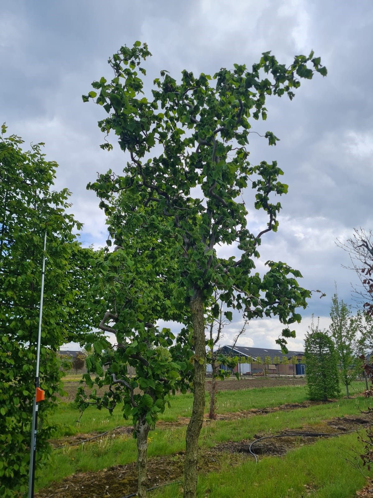 Kronkelhazelaar | Hoogstam