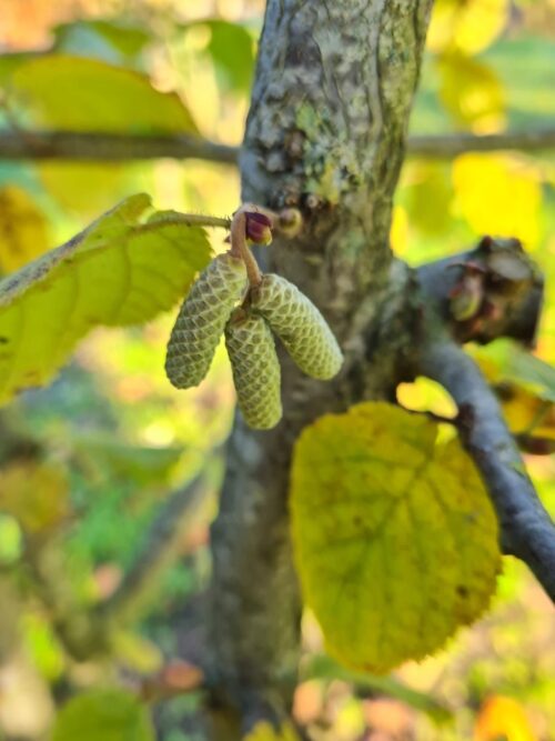 Kronkelhazelaar | Meerstammig