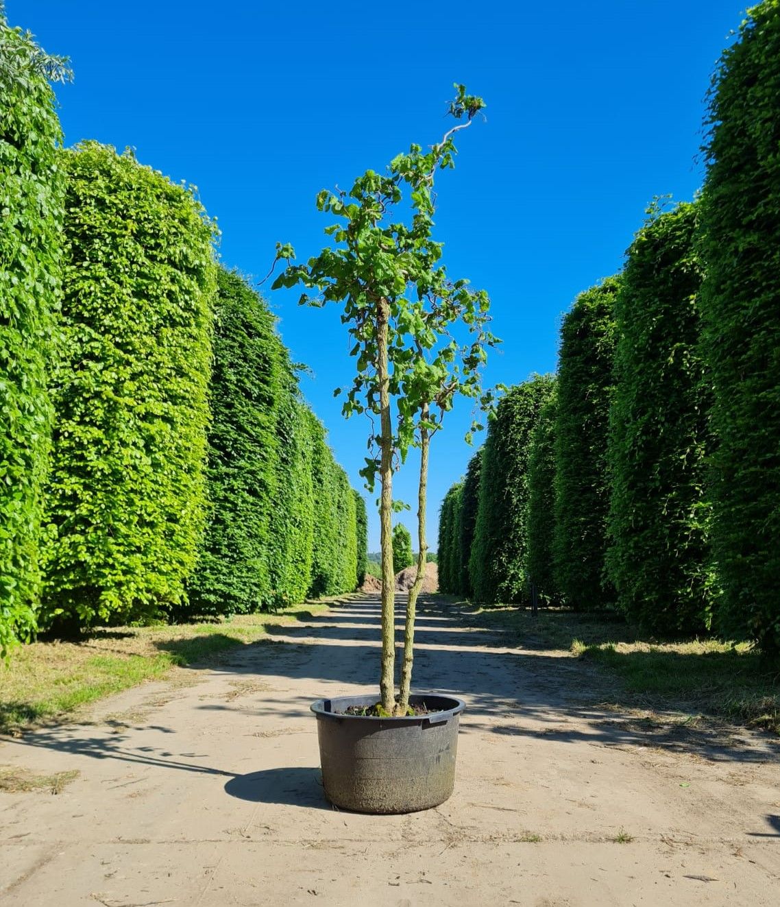 Kronkelhazelaar | Meerstammig