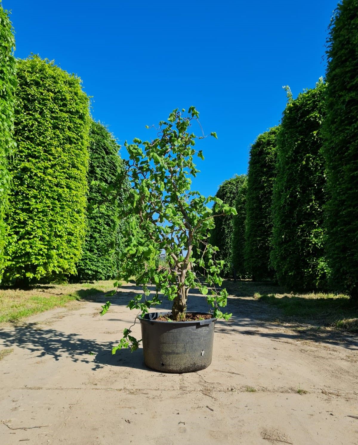 Kronkelhazelaar | Meerstammig