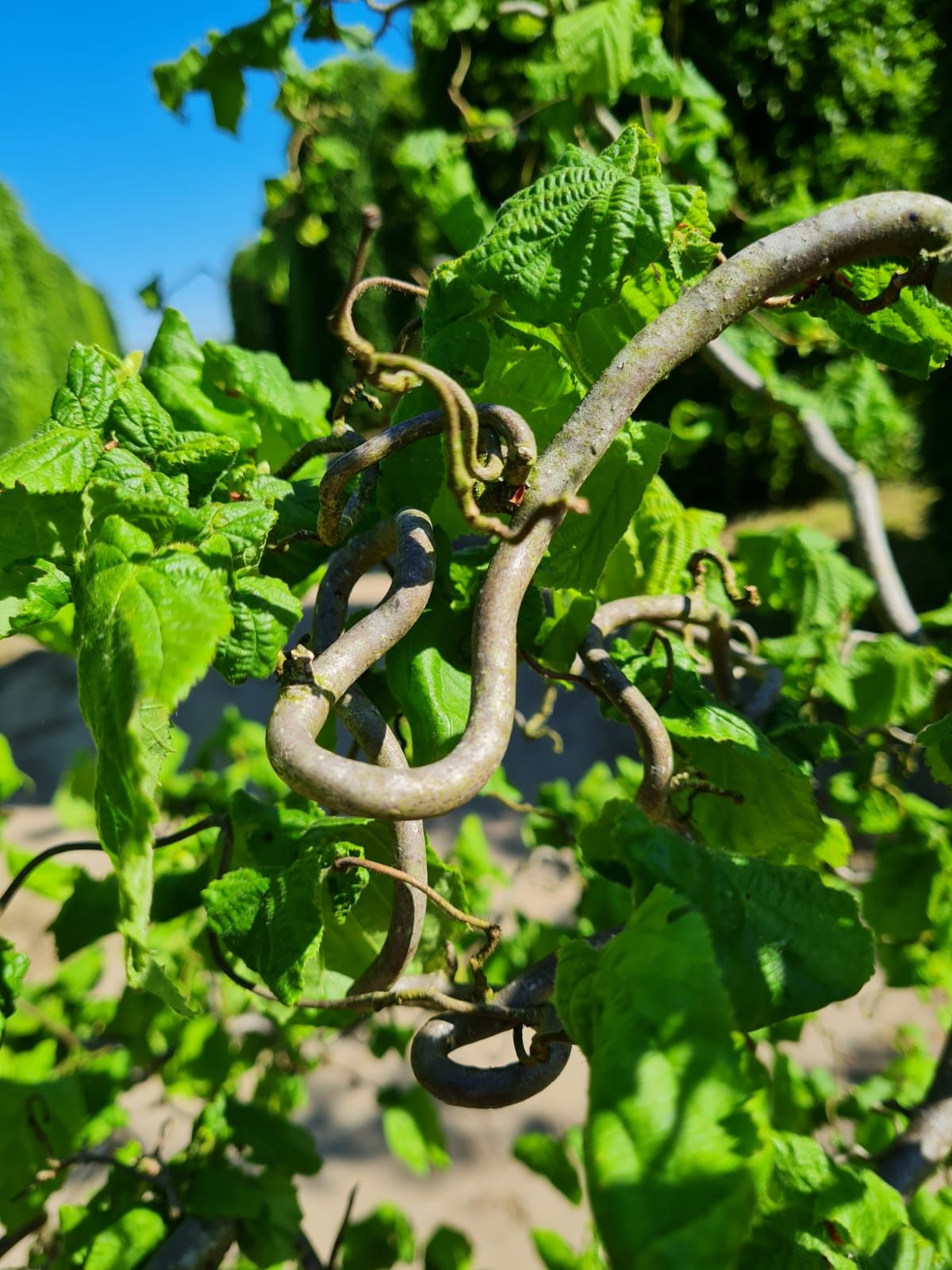 Kronkelhazelaar | Meerstammig