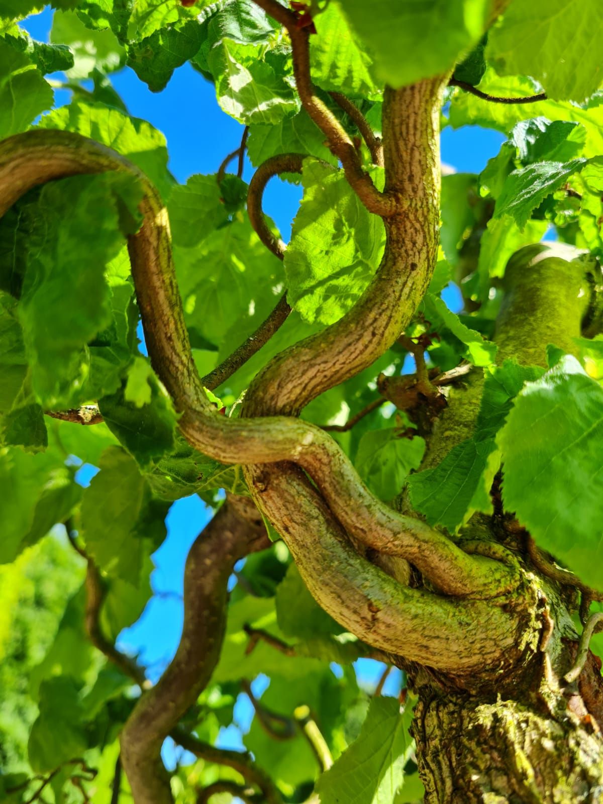 Kronkelhazelaar | Meerstammig