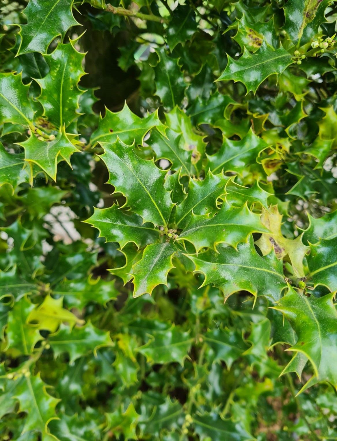 Gewone hulst | Bijenkorf vorm