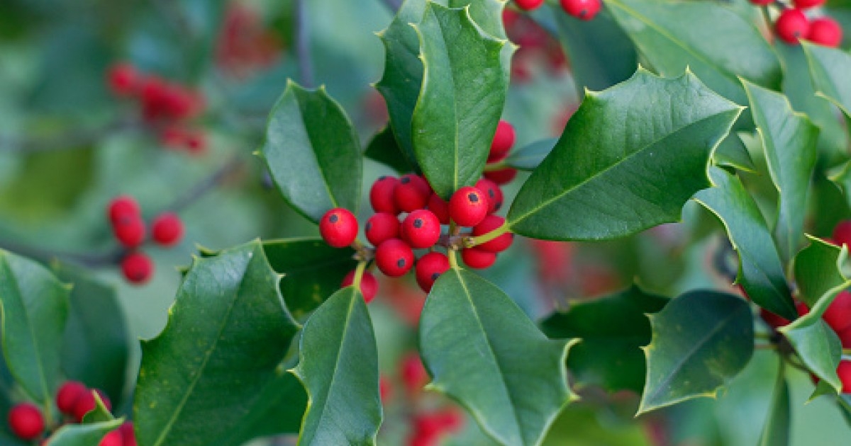Gewone hulst | Bijenkorf vorm