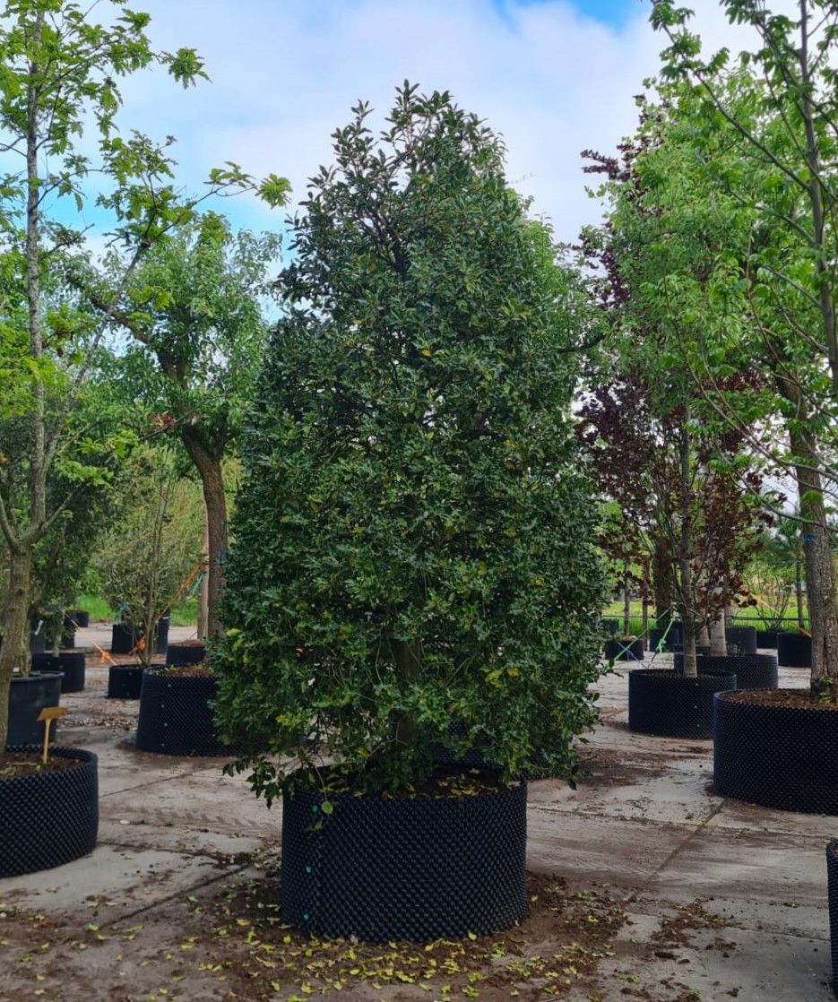 Gewone hulst | Bijenkorf vorm