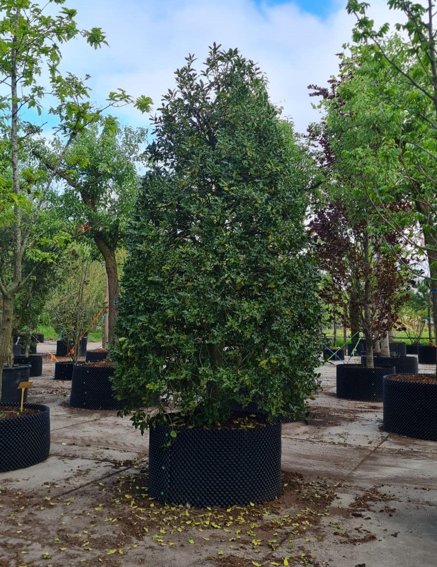 Gewone hulst | Bijenkorf vorm