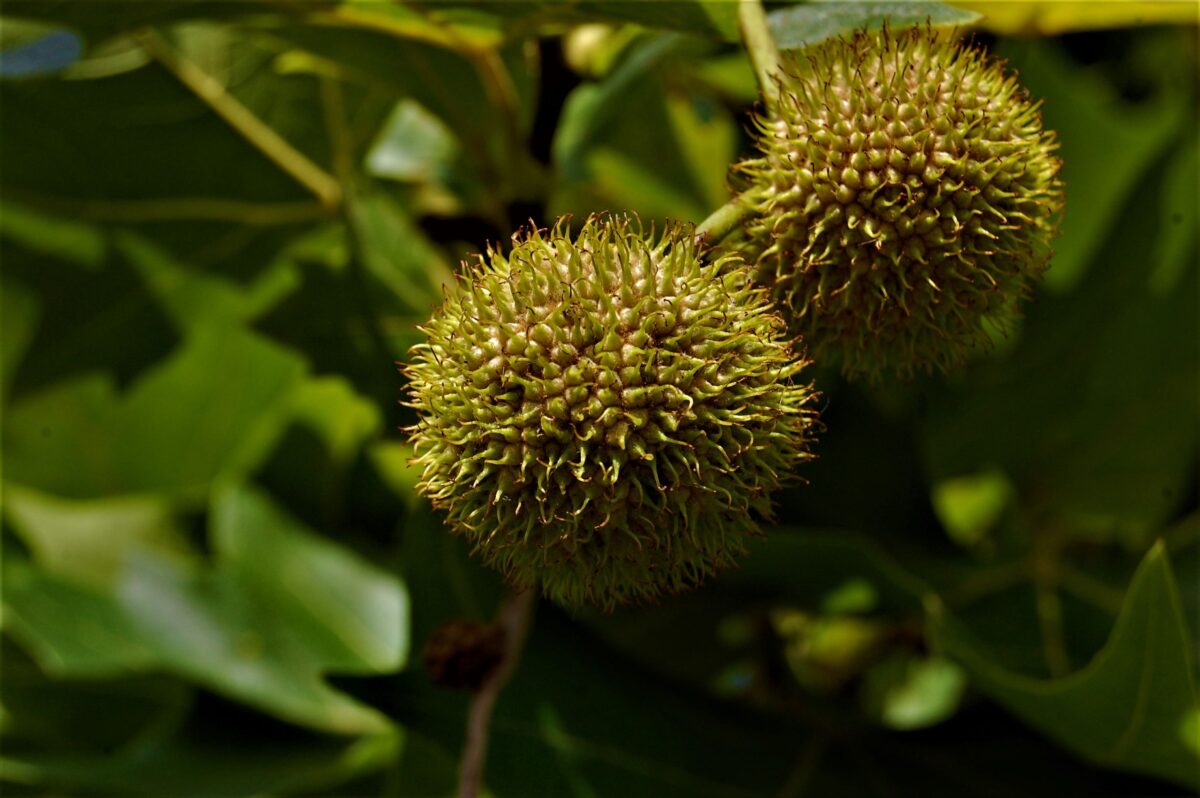 Plataan | Meerstammig