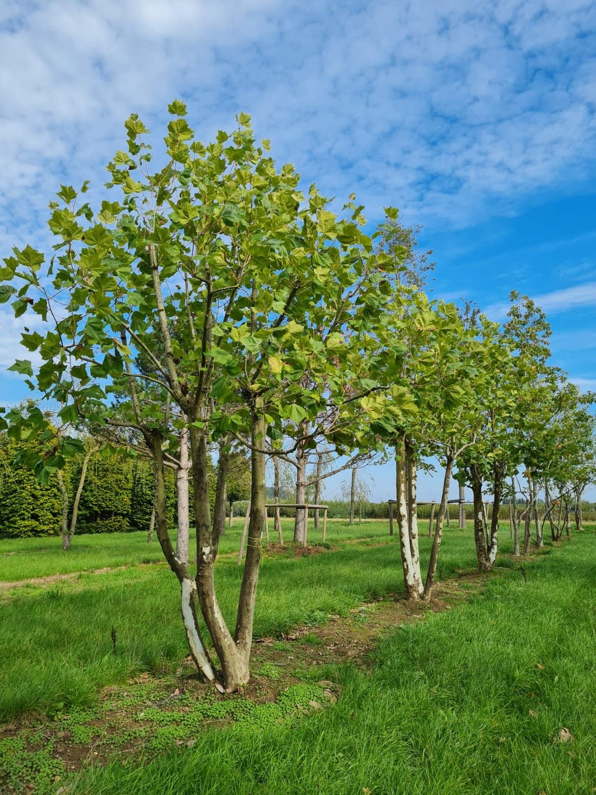 Plataan | Meerstammig