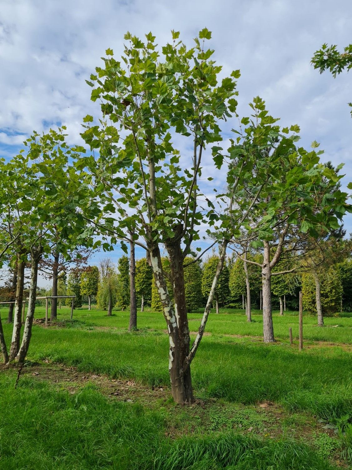 Plataan | Meerstammig