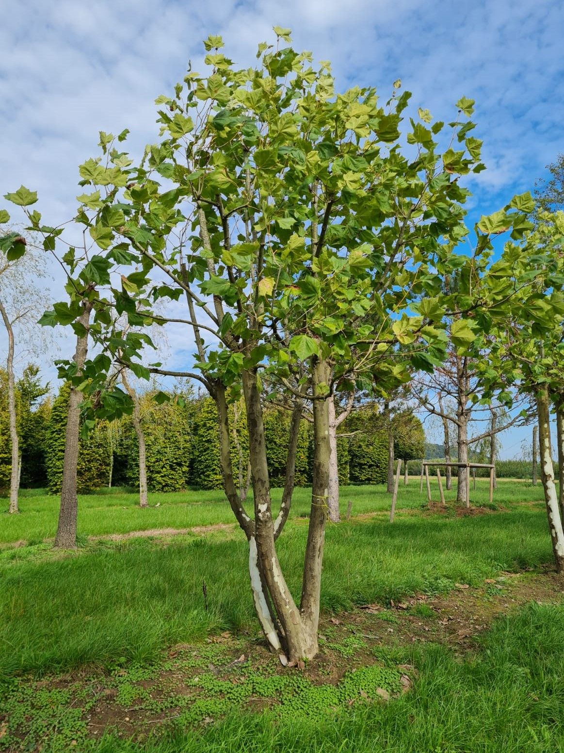 Plataan | Meerstammig