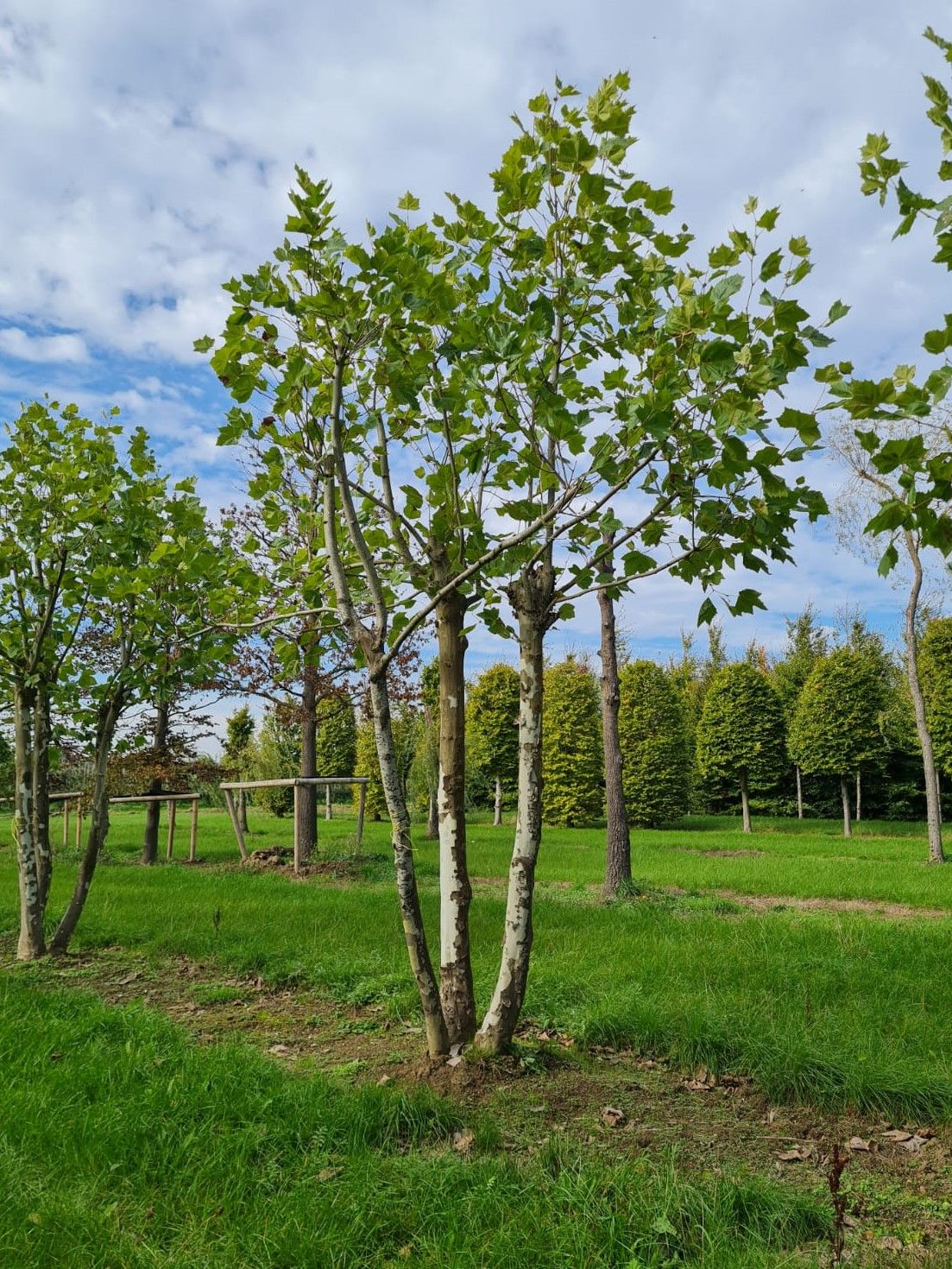 Plataan | Meerstammig