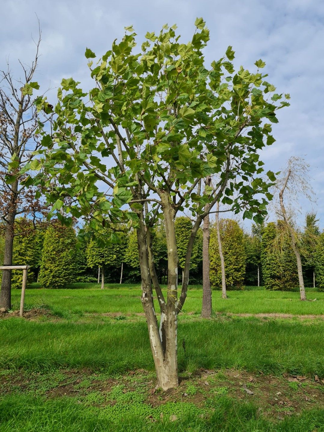 Plataan | Meerstammig