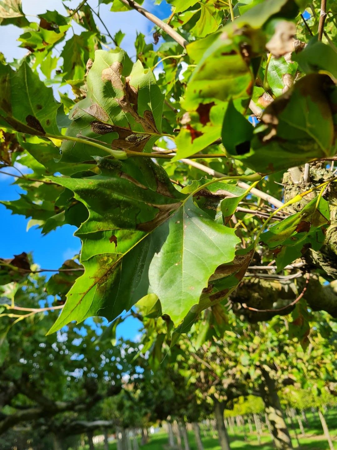 Plataan | Meerstammig