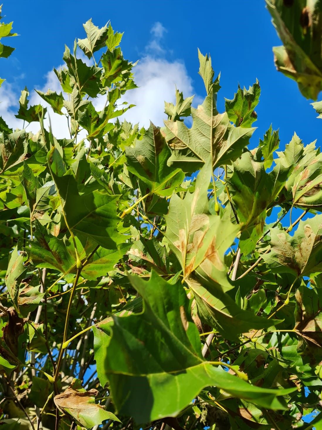 Plataan | Meerstammig