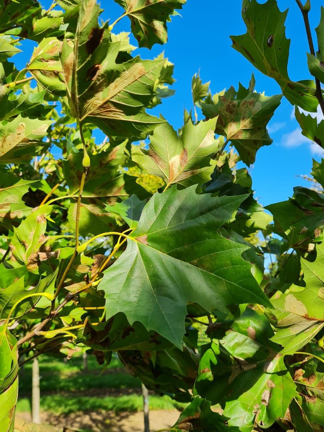 Plataan | Meerstammig