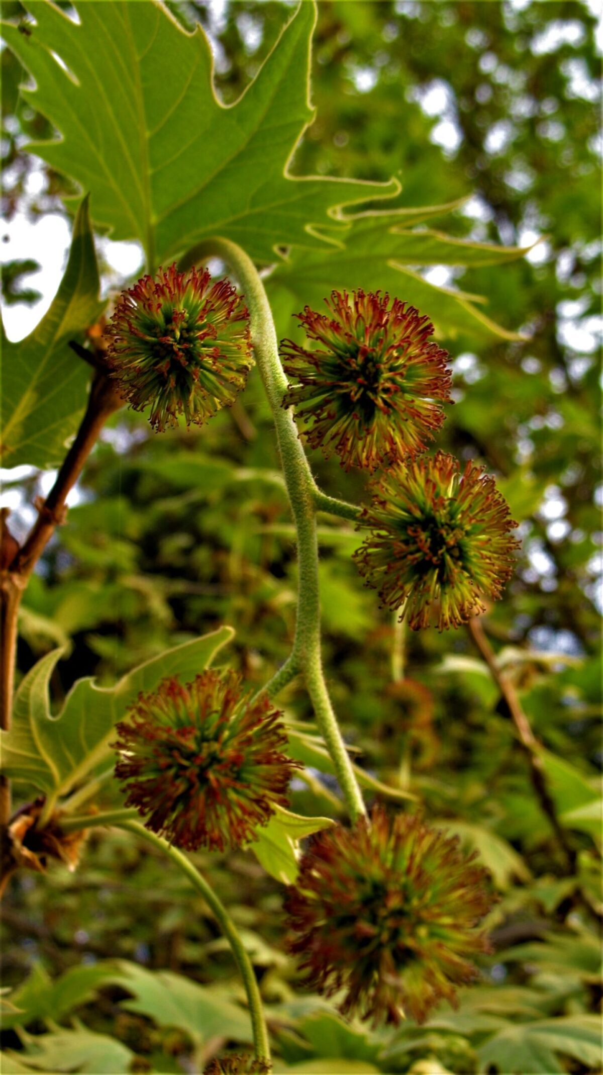 Plataan | Meerstammig