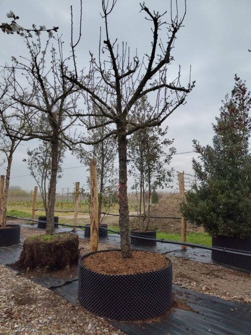 Perenboom 'Gieser wildeman' | Hoogstam