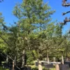 Japanse tempelboom (Ginkgo) | Halfstam