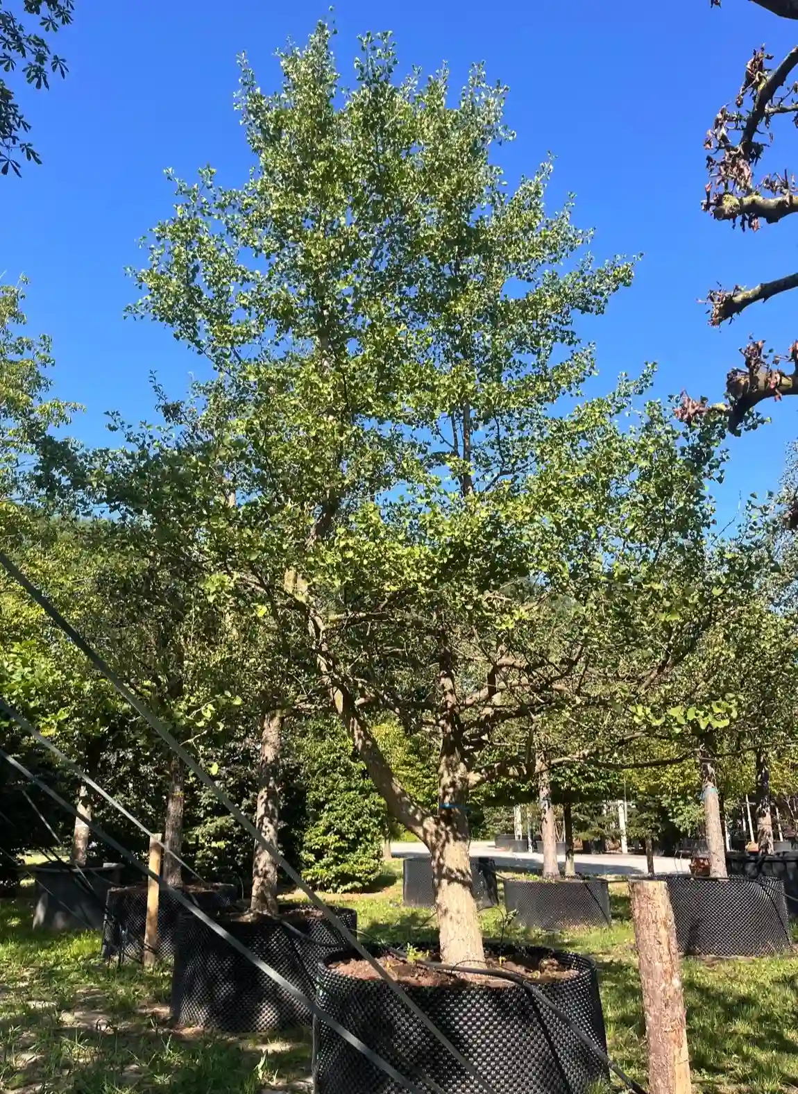 Japanse tempelboom (Ginkgo) | Halfstam