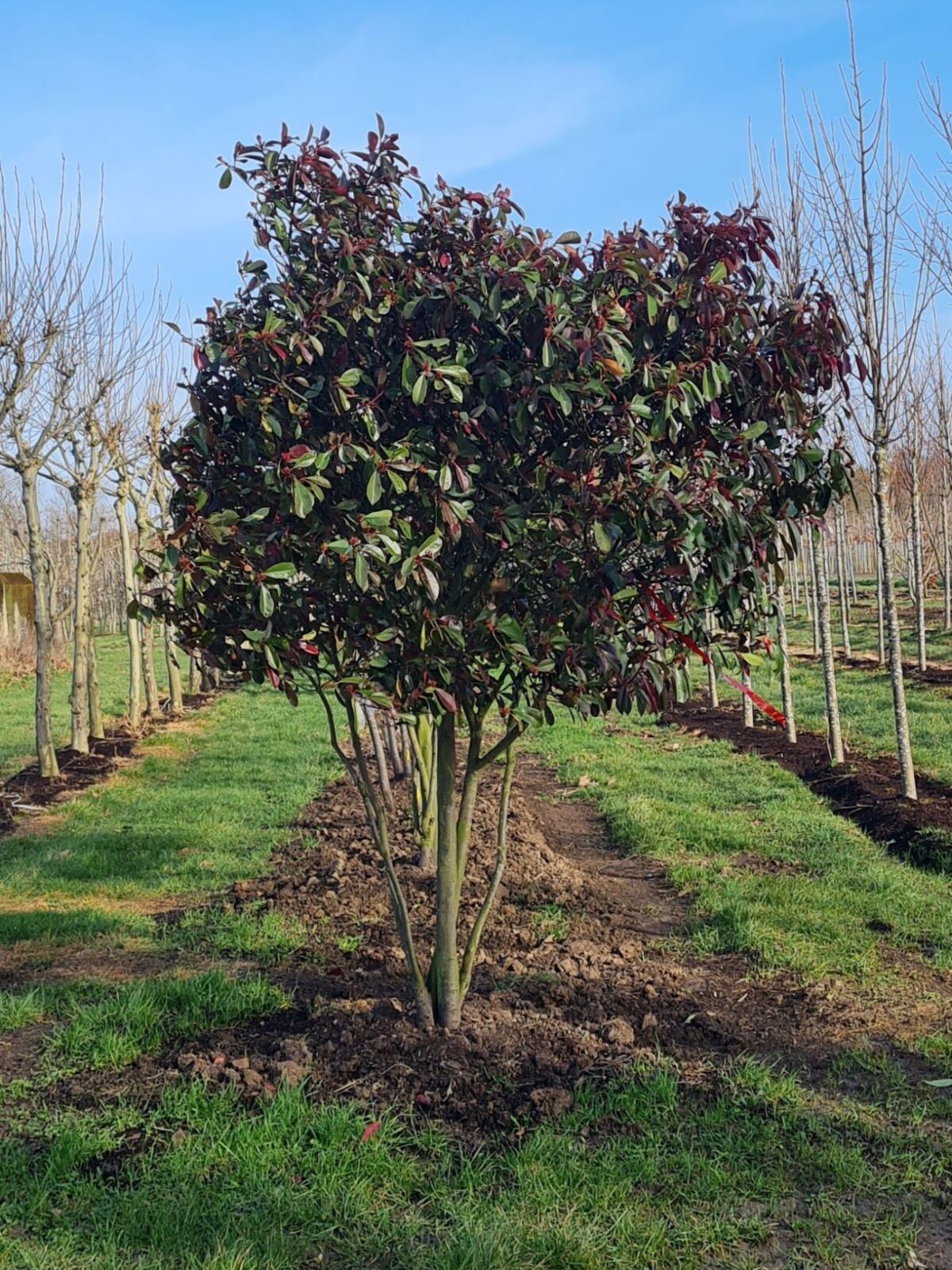 Glansmispel | Meerstammig