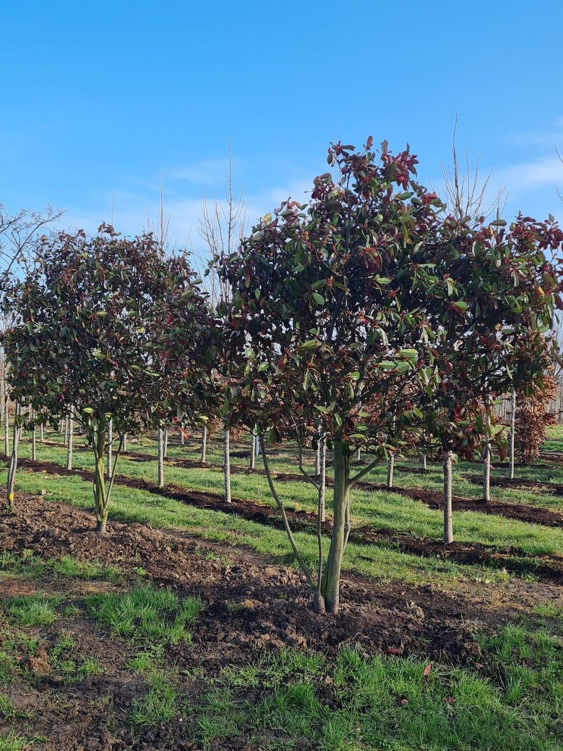 Glansmispel | Meerstammig