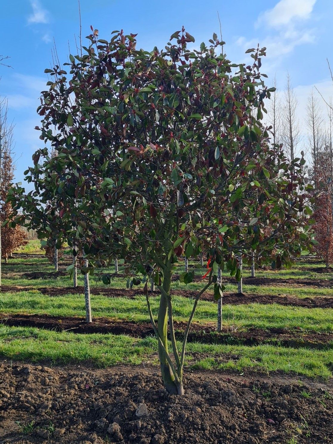 Glansmispel | Meerstammig