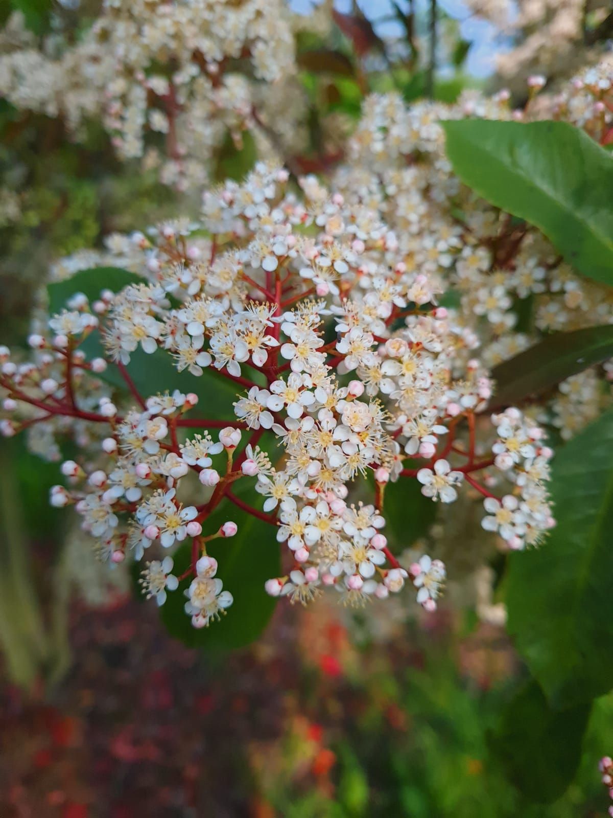 Glansmispel | Meerstammig