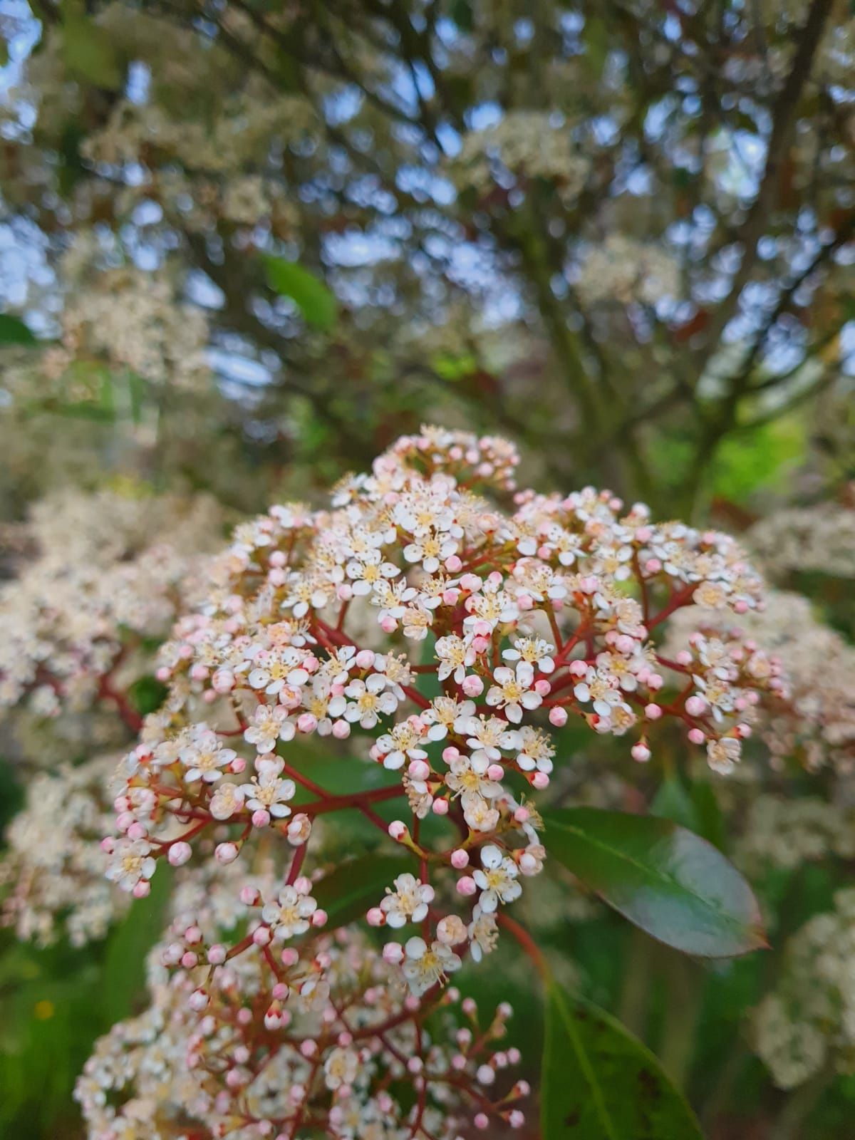 Glansmispel | Meerstammig