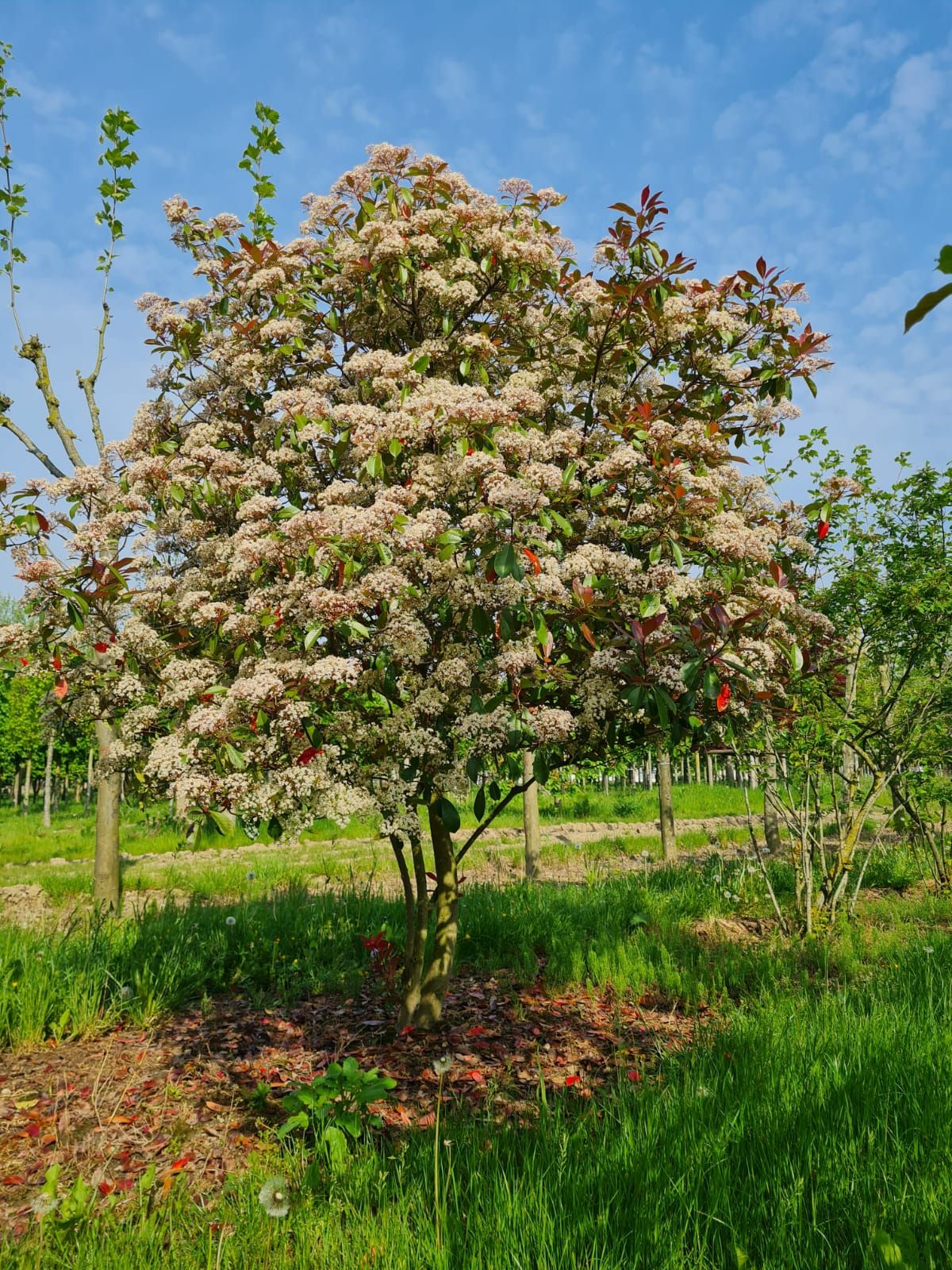 Glansmispel | Meerstammig