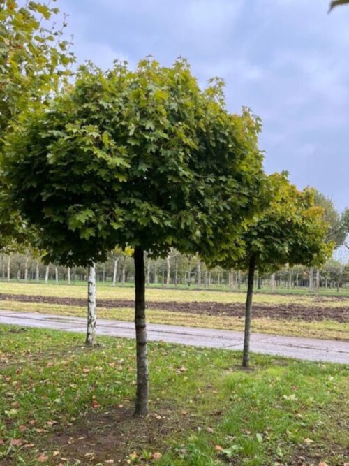 Bolesdoorn | Op stam