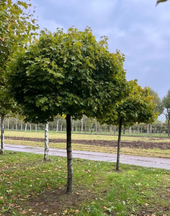 Bolesdoorn | Op stam