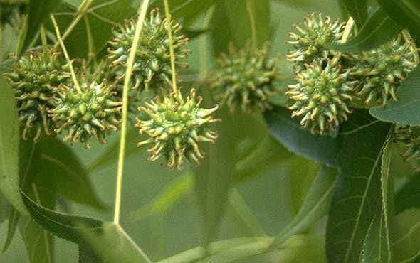 Bontbladige amberboom | Laagstam