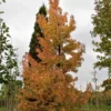 Bontbladige amberboom | Laagstam