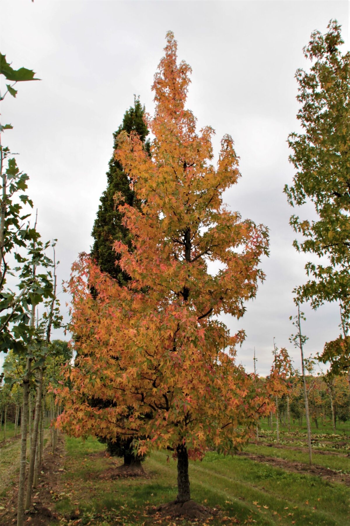 Bontbladige amberboom | Laagstam