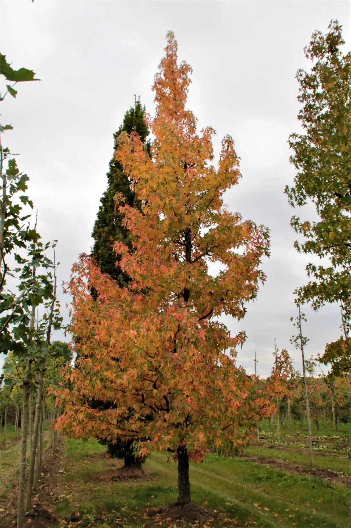 Bontbladige amberboom | Laagstam
