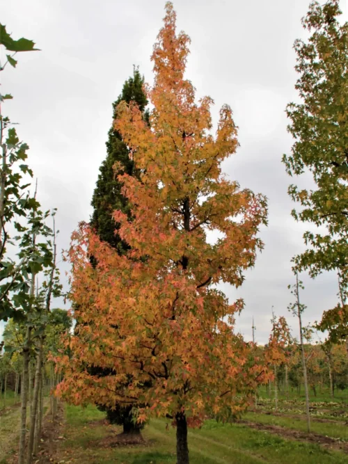 Bontbladige amberboom | Laagstam