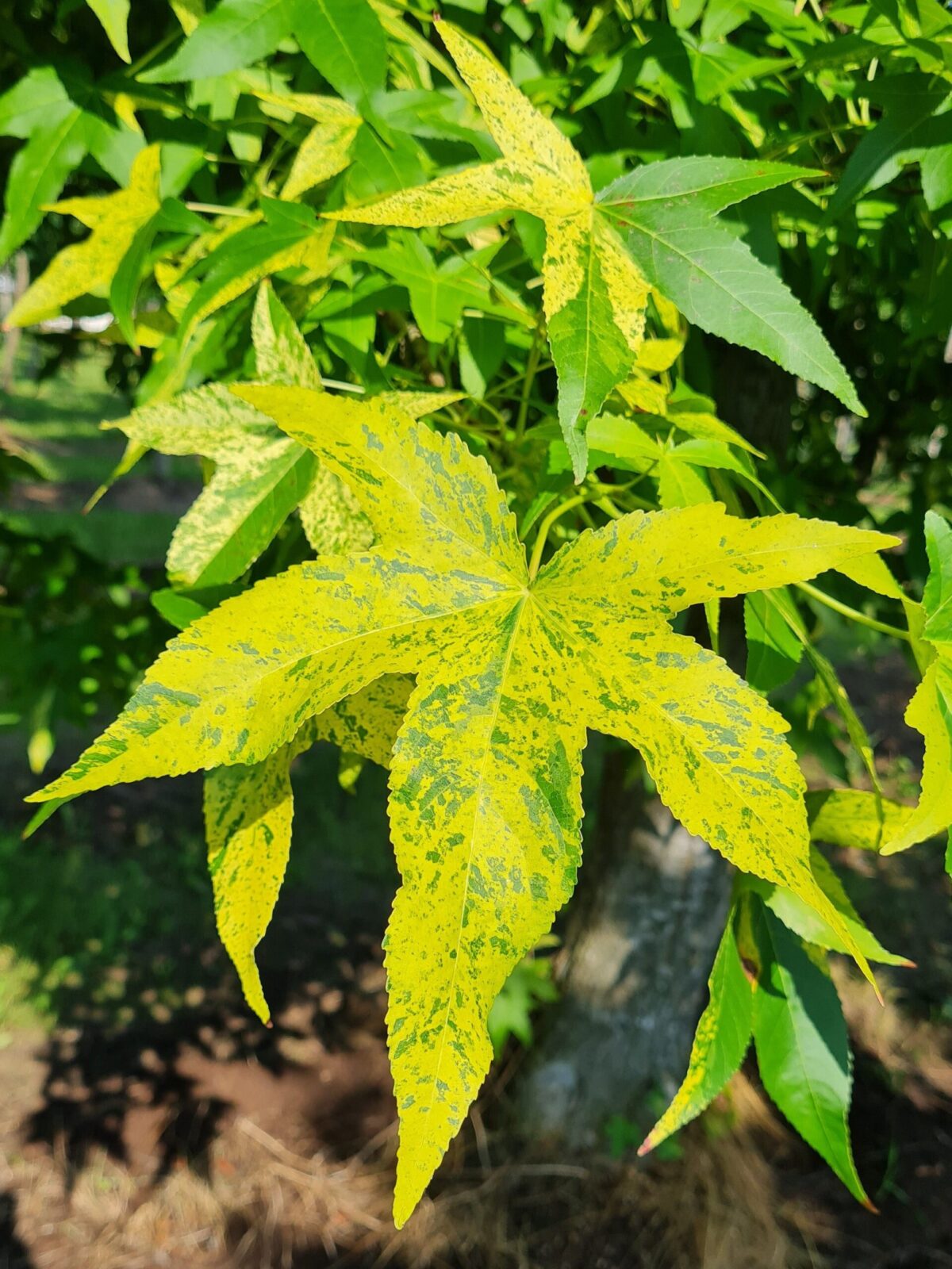 Bontbladige amberboom | Laagstam