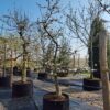 Appelboom 'Goudreinet' | Laagstam