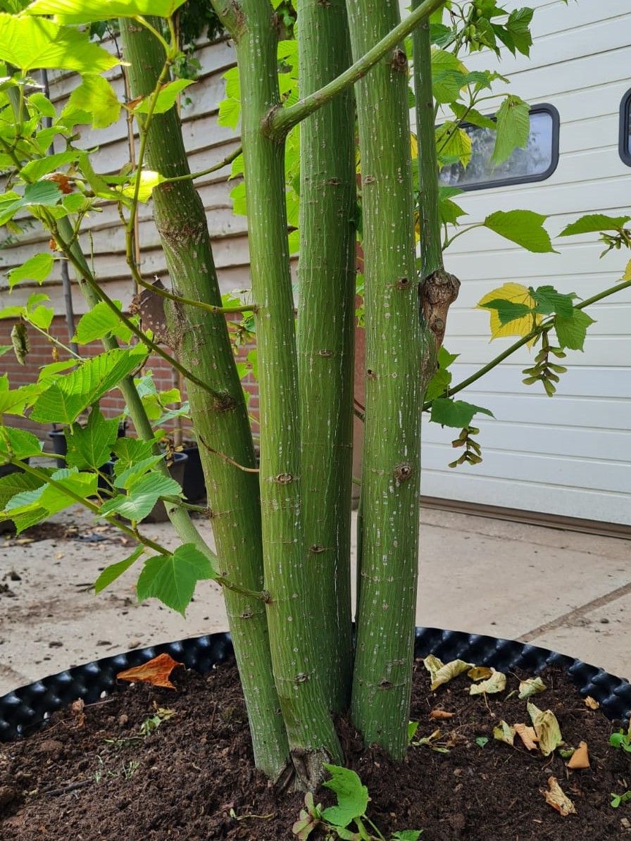 Grijze streepjesbast esdoorn | Meerstammig