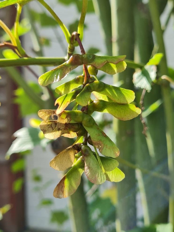 Grijze streepjesbast esdoorn | Meerstammig