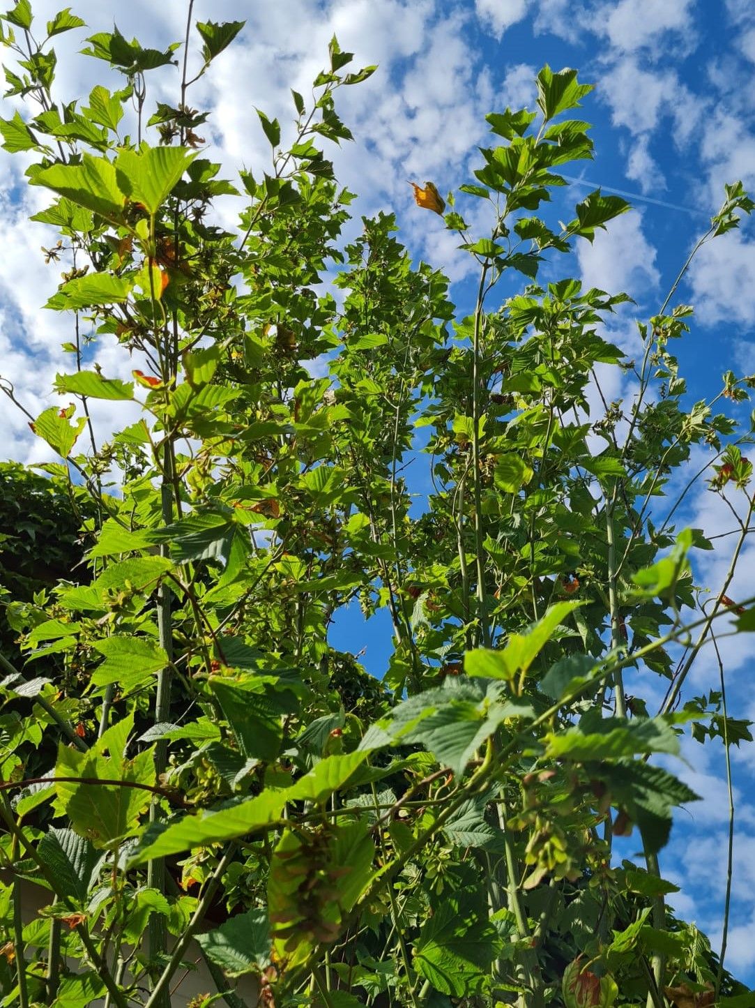 Grijze streepjesbast esdoorn | Meerstammig