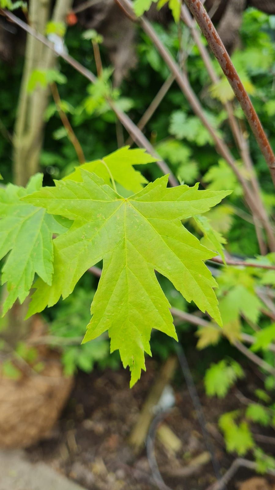 Witte esdoorn | Meerstammig