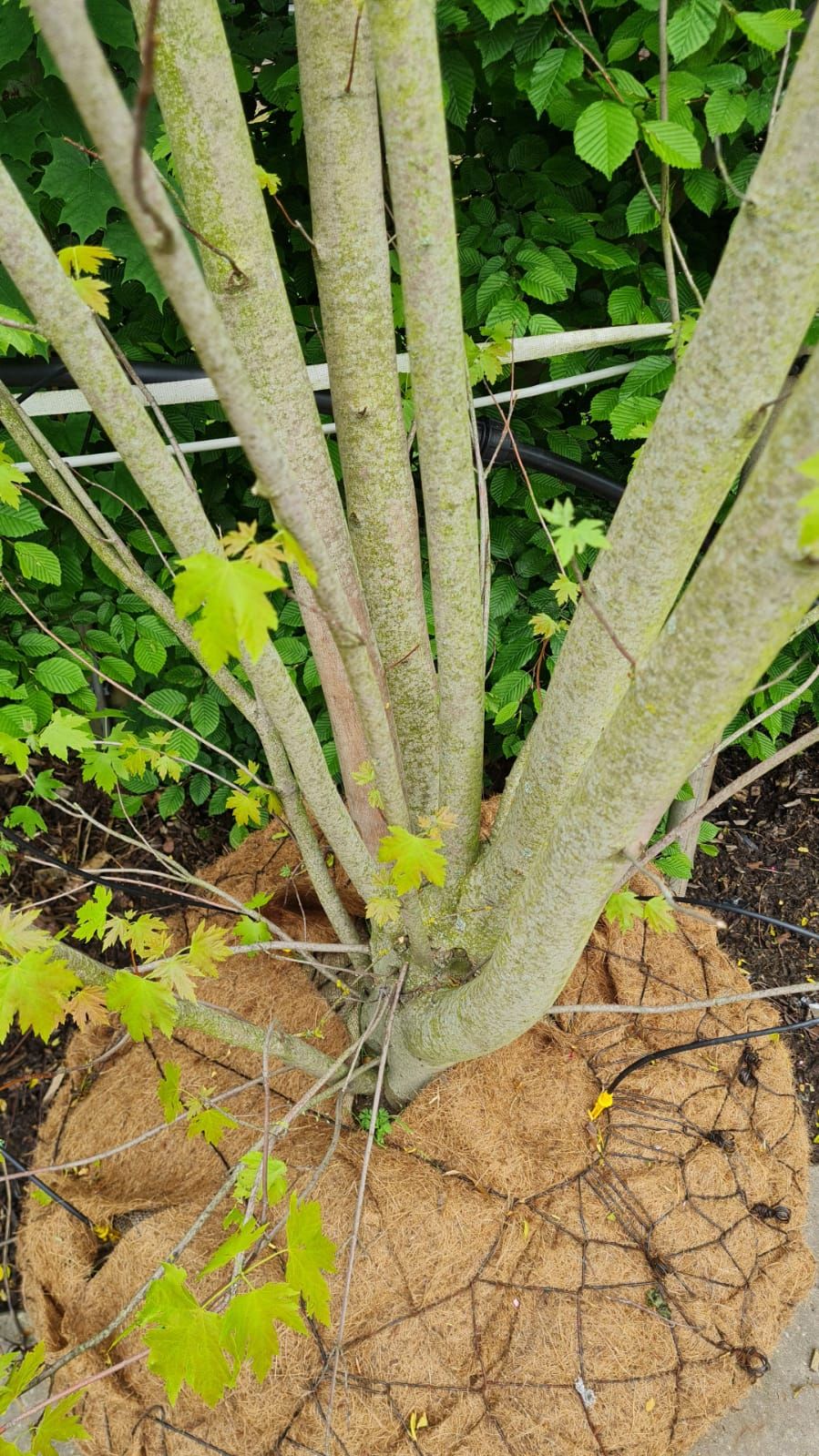 Witte esdoorn | Meerstammig