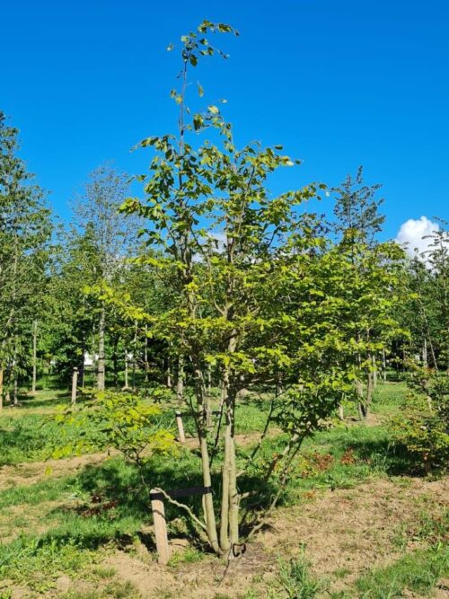 Groene beuk | Meerstammig