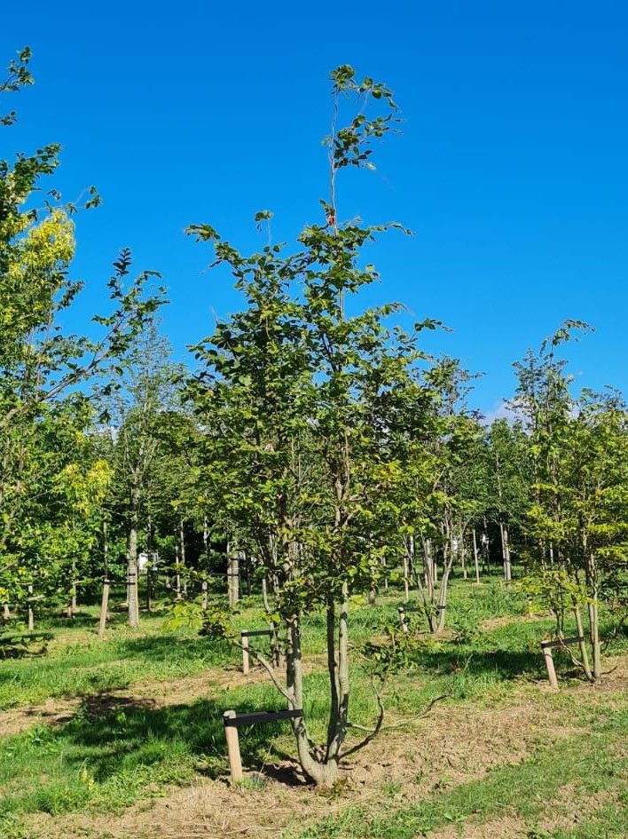 Groene beuk | Meerstammig